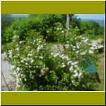 DSC00006.jpg
